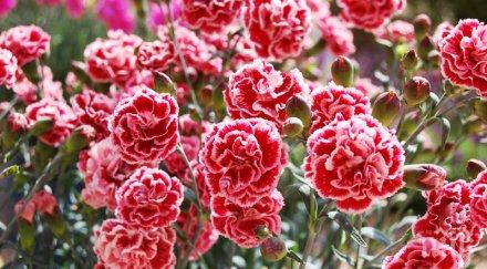 детската полицейска академия подари червени карамфили шофьори