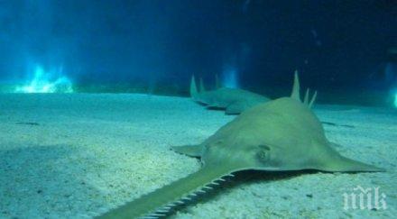 разкриха тайната непорочното зачатие рибите трион