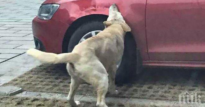 Собственикът на тази кола нарита това куче без причина. Какво се случи след това? Не е за вярване!