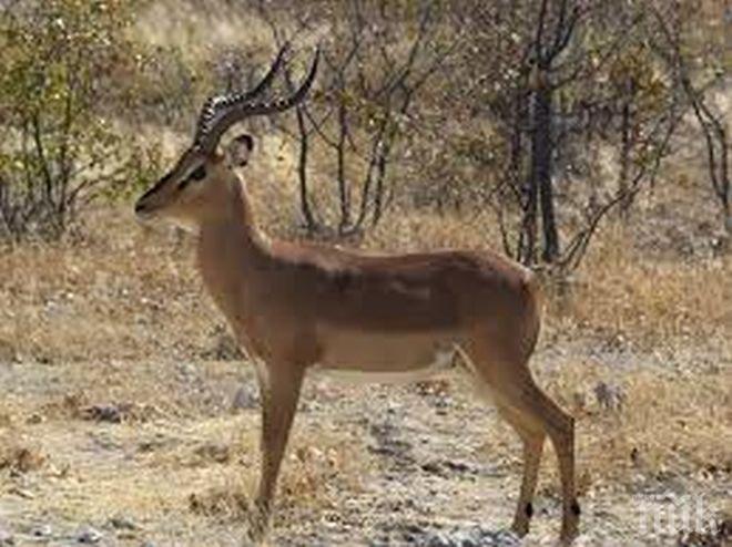 Масов мор на антилопи в Казахстан 