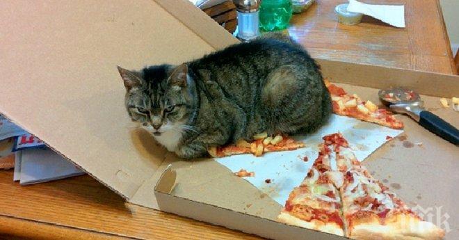 Тези животни са направили гаф, но въпреки това не можеш да им се сърдиш!