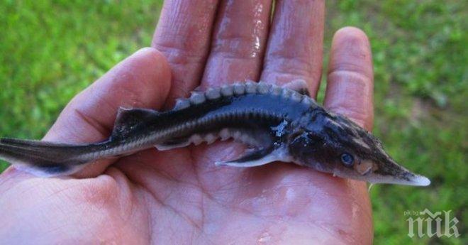 20 000 малки есетрови риби бяха пуснати в Дунав при Лом