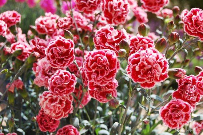 Детската полицейска академия подари червени карамфили на шофьори