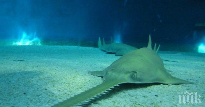 Разкриха тайната на непорочното зачатие на рибите-трион