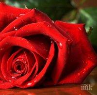 Правителството отпусна 500 хил. лв. на Община Казанлък за изграждането на Музея на розата