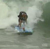 В Бразилия кучетата са повече от децата