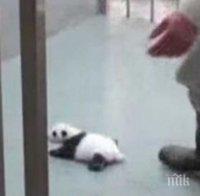 Сложиха бебе панда в килия.  Минути след това? Моето сърце се размекна!