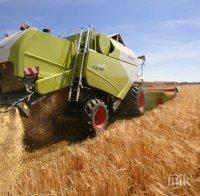 Земеделците сериозно притеснени! Сушата бави развитието на пшеницата 