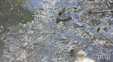 амониев азот убил рибата първомайската река мечка