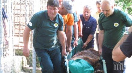 мечките бойка станди имат нов дом парка белица