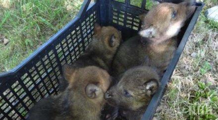 бебета вълчета новата атракция зоопарка варна