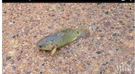 феномен австралия рибите проходиха сушата видео