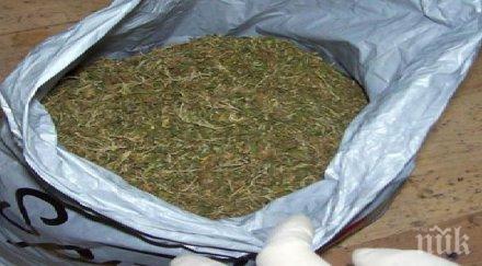 годишен хванат канабис джоба