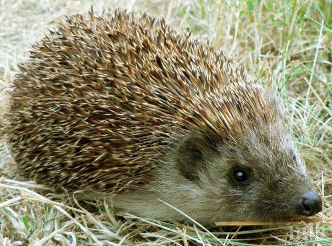 Таралежи бродят в Морската градина във Варна