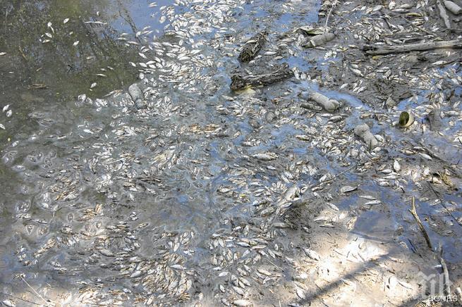 Амониев азот е убил рибата в първомайската река Мечка