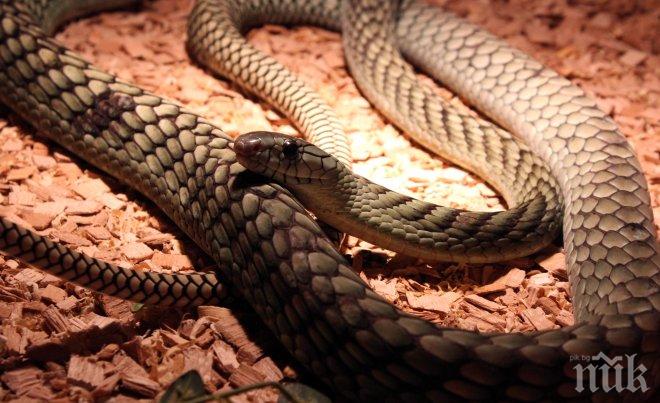 Змии плъзнаха из Пловдив