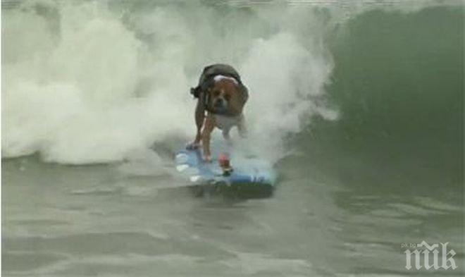 В Бразилия кучетата са повече от децата