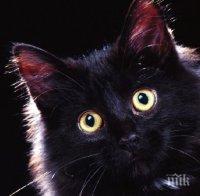 Зла котка изгони собствениците от дома им, те търсят помощ на спешен телефон