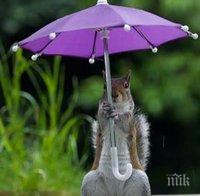 Тази катеричка намери начин да се скрие от дъжда!