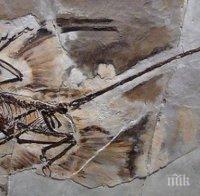 Откриха фосили на непозната птица от периода креда в Бразилия