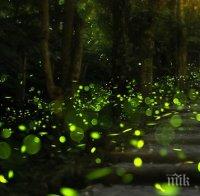 Чифтосване на светулки стана хит в парк (видео)