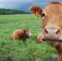 Животновъд: Ниската изкупна цена на млякото е основният ни проблем