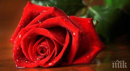 пик коронясаха царица роза