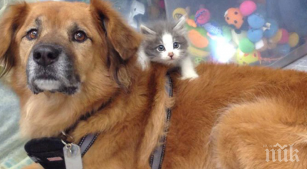 стара душа дава шанс нов живот