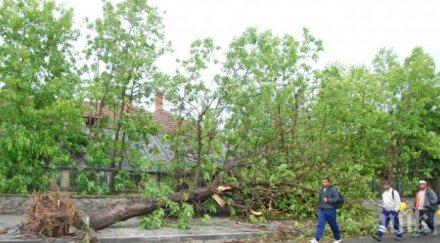 изкоренени дървета паднали козирки саксии мощната буря пловдив