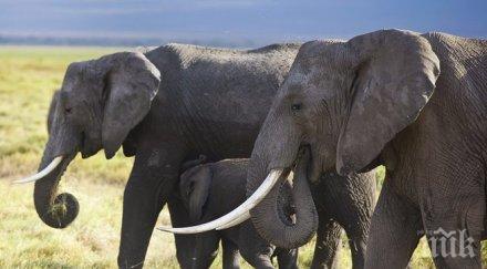 слоновете танзания намаляха почти наполовина