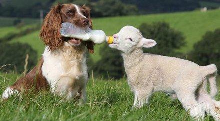 толкова различни необикновени въпреки разбират идеално