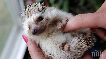 искат гушкаш можеш устоиш желанието