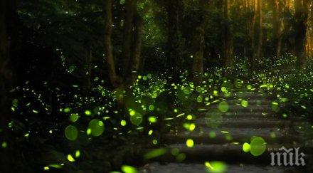 чифтосване светулки стана хит парк видео