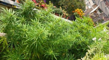 закопчаха годишна гледала канабис дома