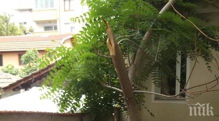 цял ден чистят пловдив снощната буря