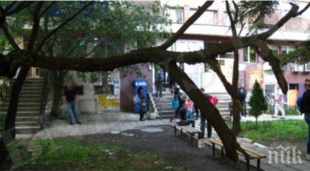 дърво уби пловдивчанка бурята