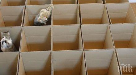 един човек реши направи експеримент своите котки получи нещо невероятно