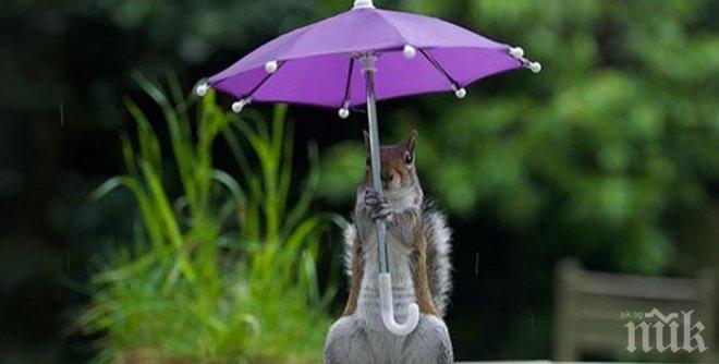 Тази катеричка намери начин да се скрие от дъжда!