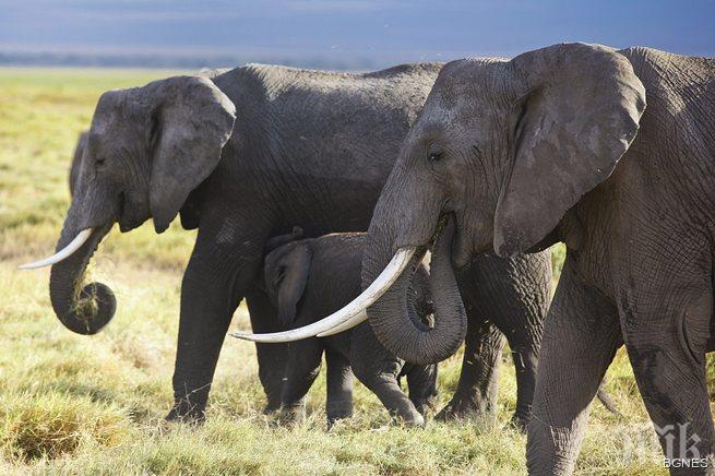 Слоновете в Танзания намаляха почти наполовина