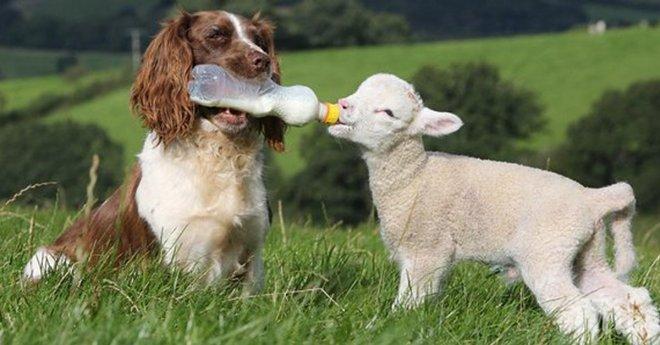 Те са толкова различни и необикновени, но въпреки това се разбират идеално!