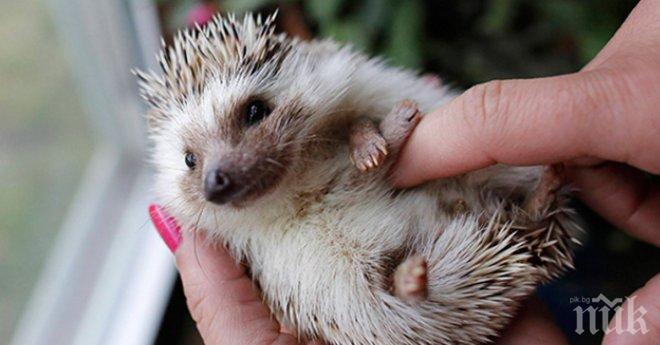 Те искат да ги гушкаш. Ще можеш ли да устоиш на желанието им?