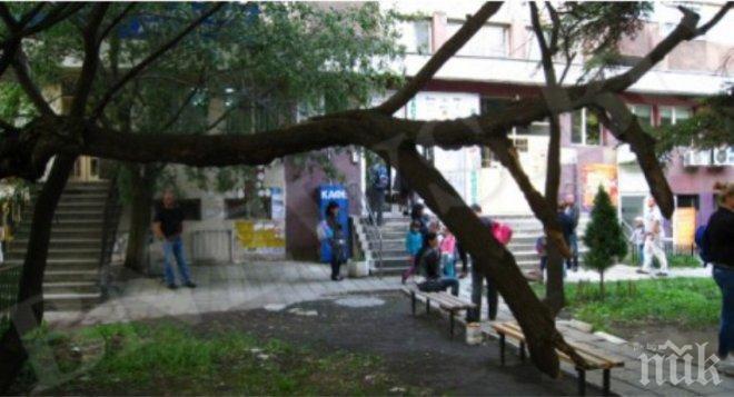 Дърво едва не уби пловдивчанка в бурята