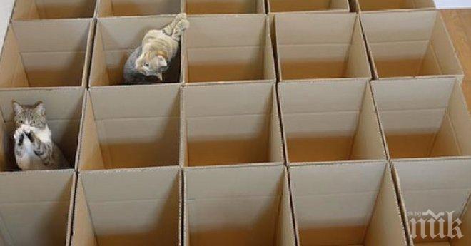 Един човек реши да направи експеримент със своите котки. Получи се нещо невероятно!