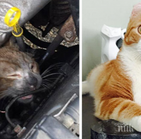 Тези животни са били на ръба... Няколко месеца по-късно? 