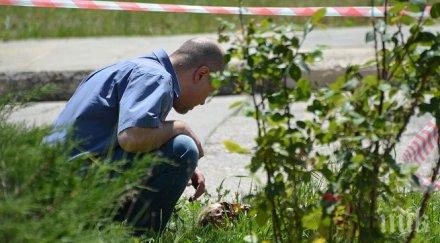 кучета довлякоха човешки останки девня