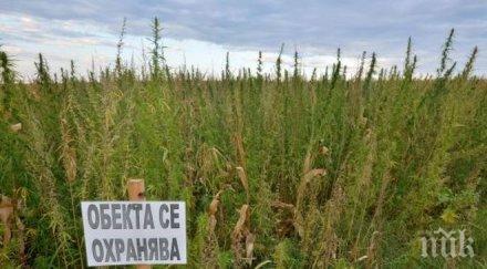 спипаха близо 400 канабис нива