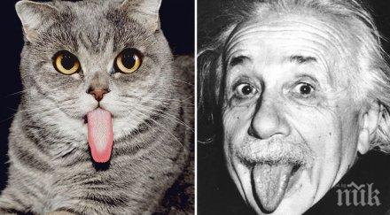 котка приличаща айнщайн стана хит социалните мрежи