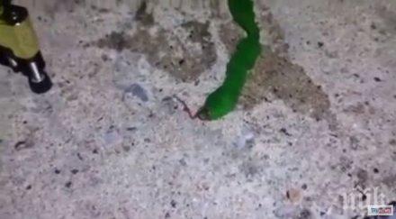 морето изхвърли невероятно създание гигантски зелен червей дълъг розов език видео