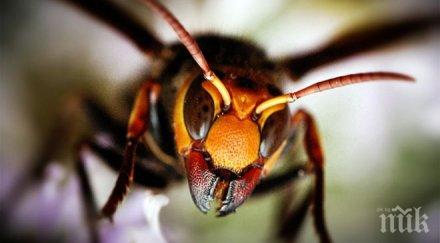 стършели ужилиха трима кюстендилско село