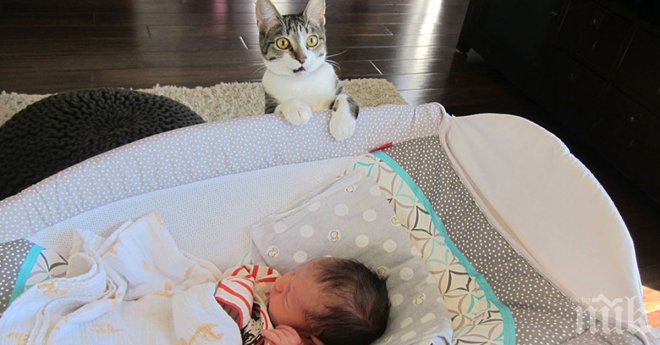 Те не предупредиха котката си навреме...